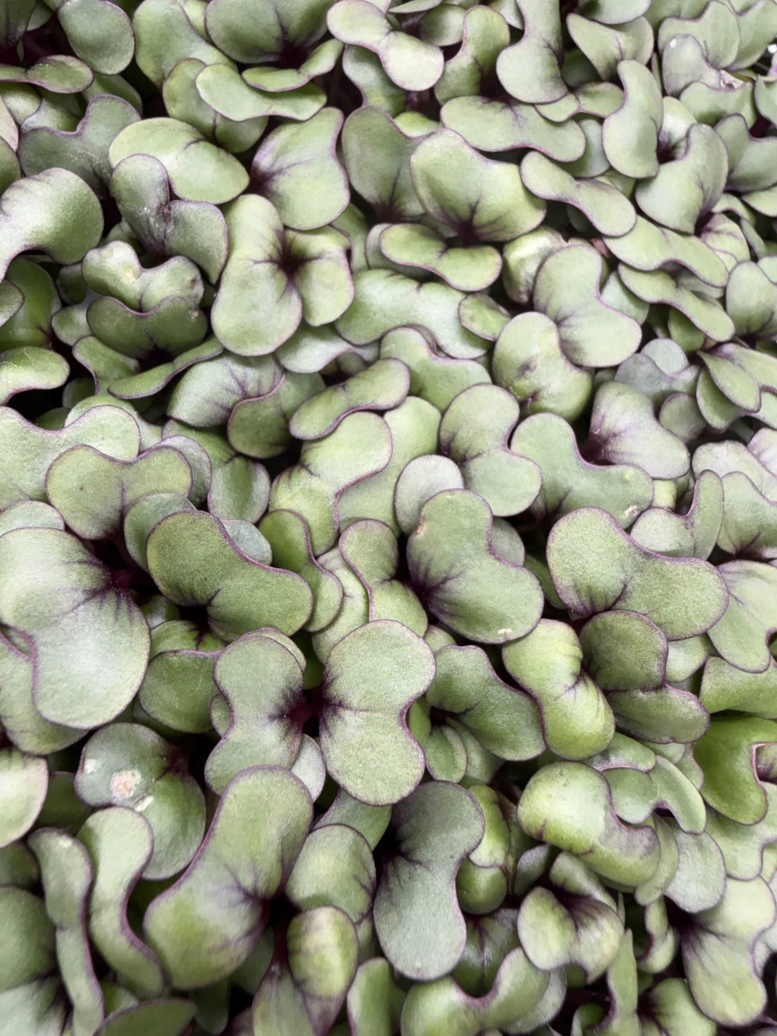 Red Acre Cabbage