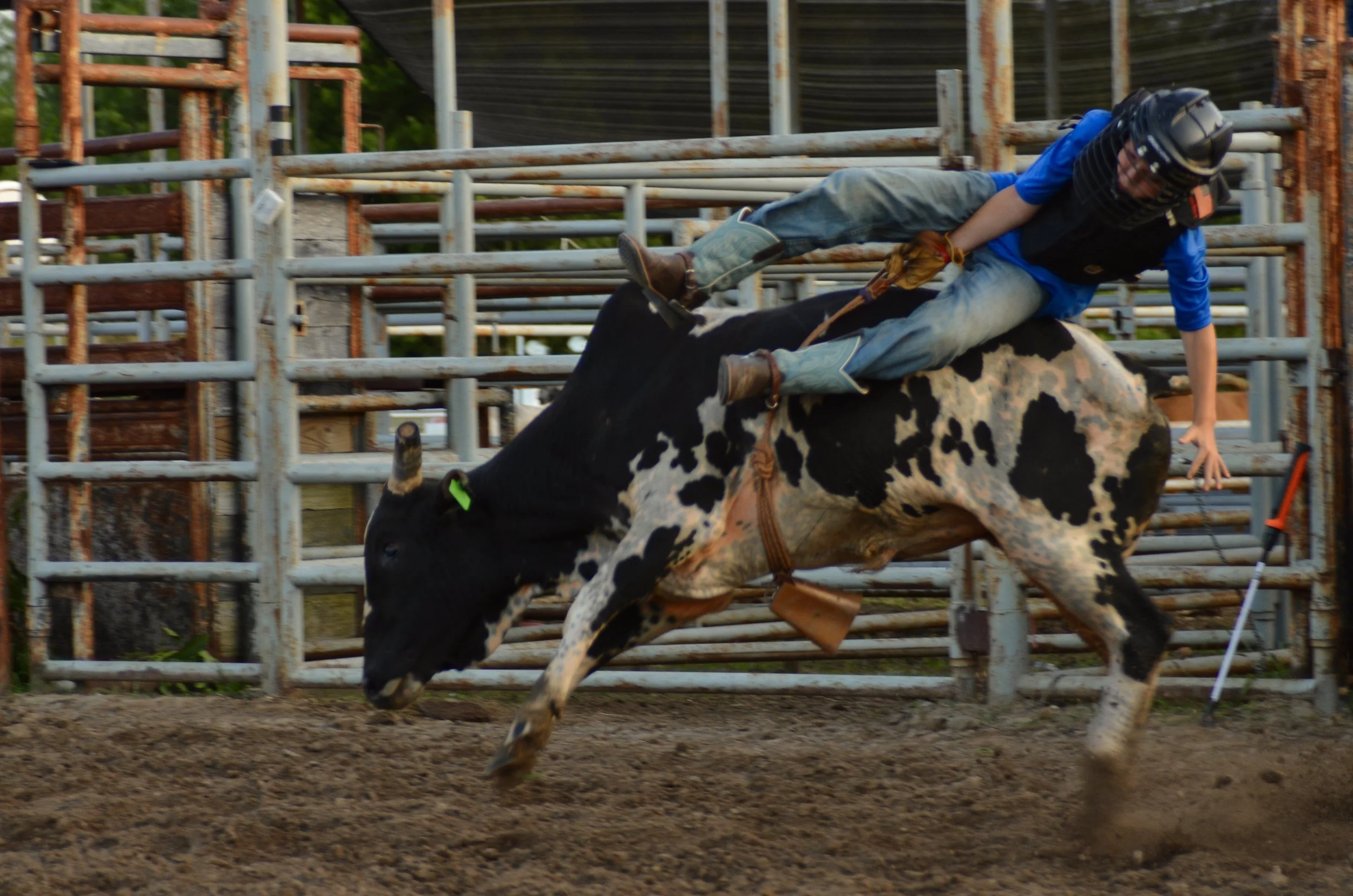 A young boy riding a bucking black and white cow in a rodeo arena, wearing a helmet, gloves, and western clothing, with a wooden fence in the background.