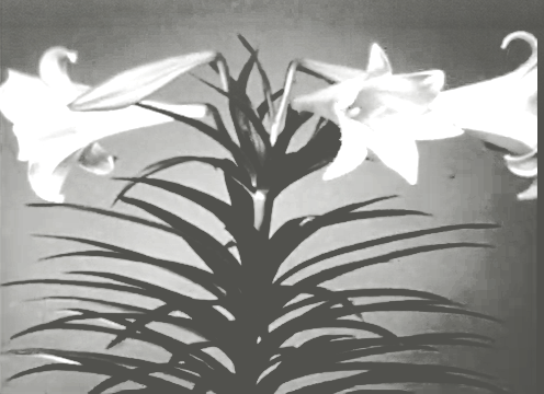 Flowers Up Close  Botanical Timelapse.png