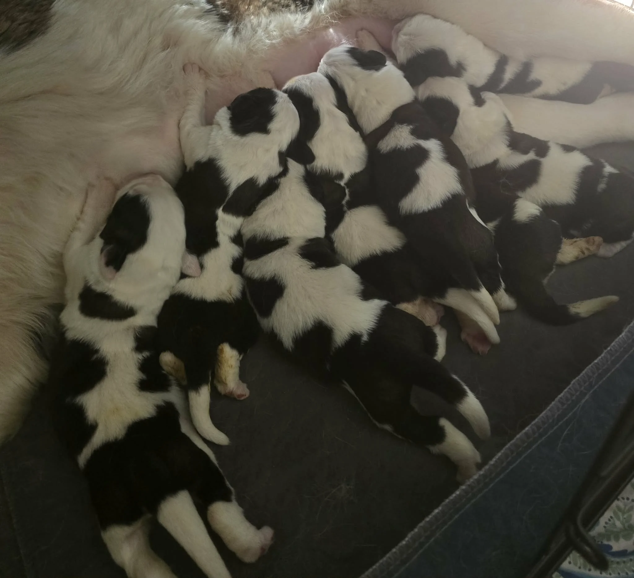 Saint Bernard Puppies near me