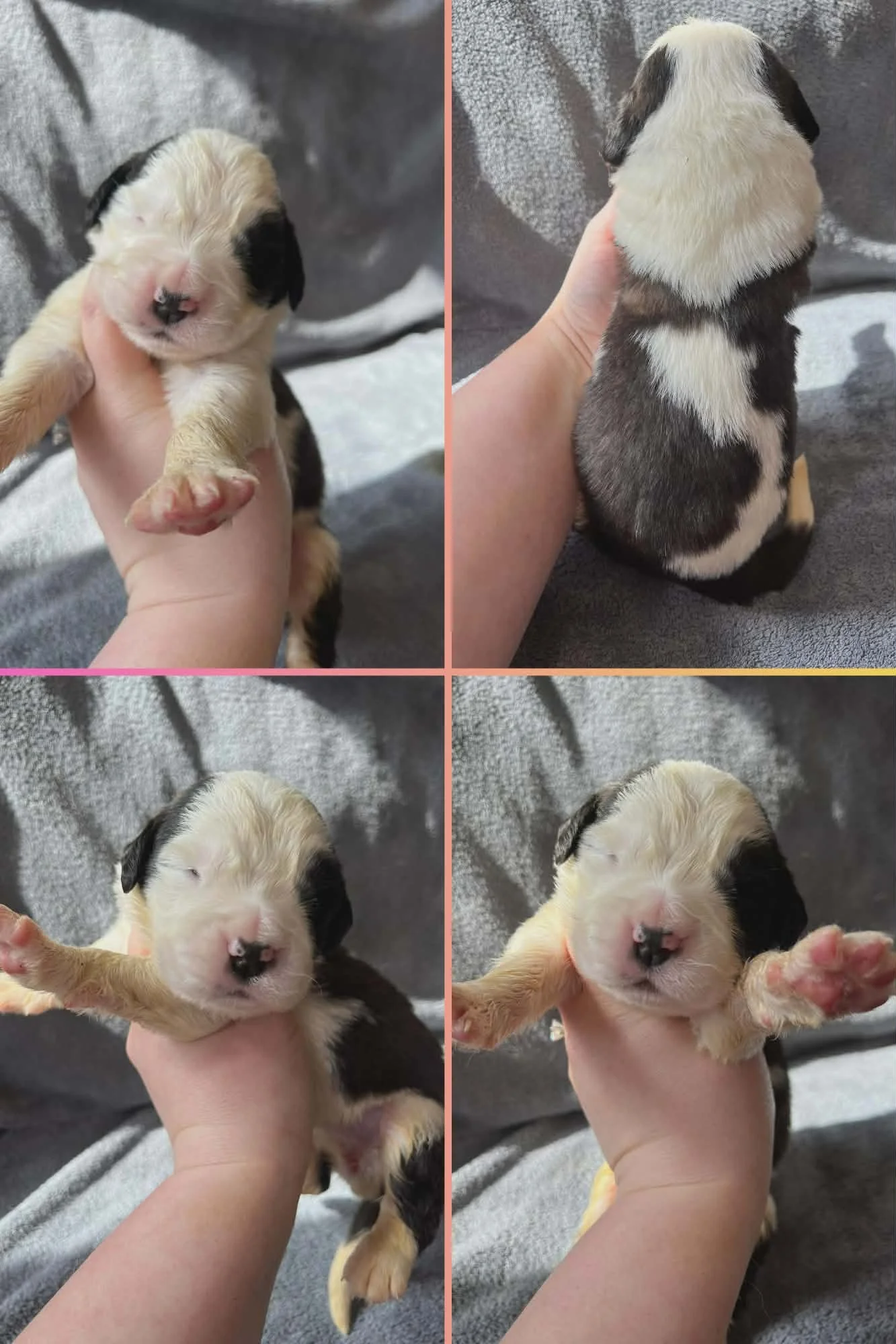 Saint Bernard Puppies