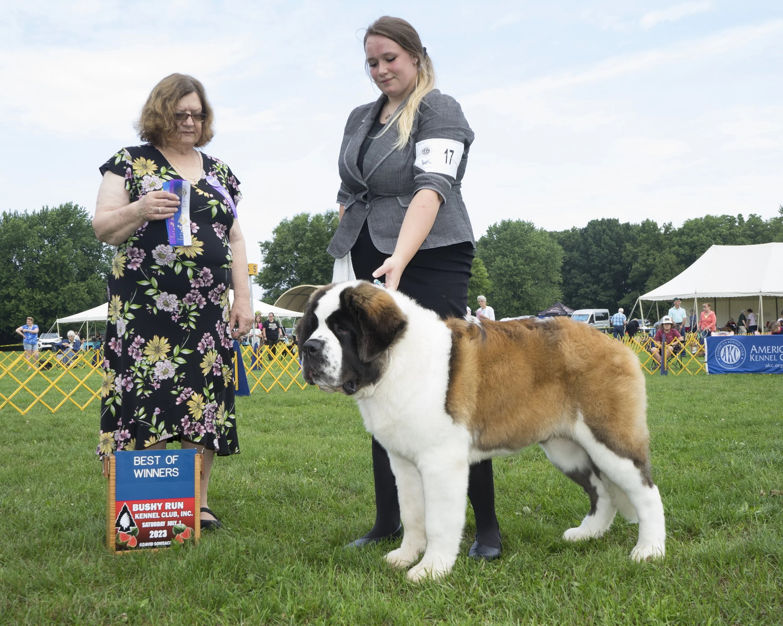 Saint bernard show breeder
