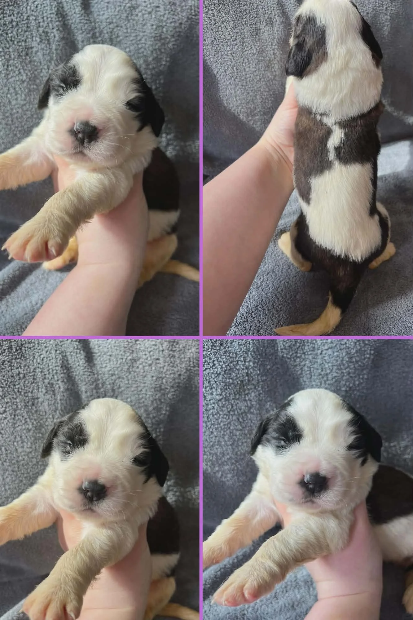 Saint Bernard Puppies