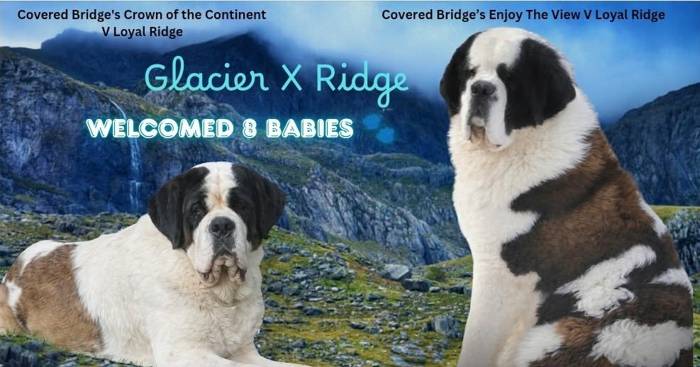 Available saint bernard puppies