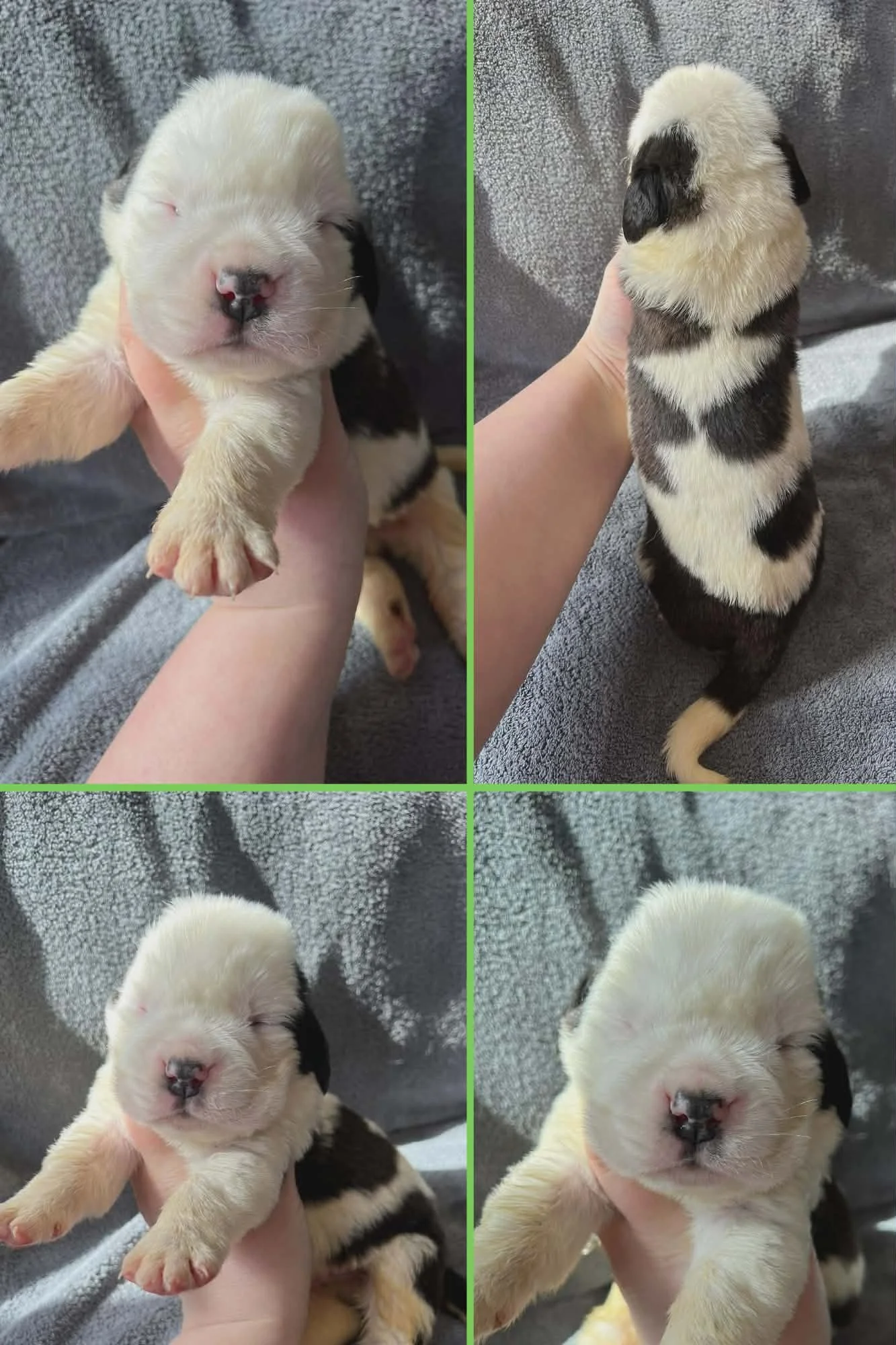 Saint Bernard Puppies