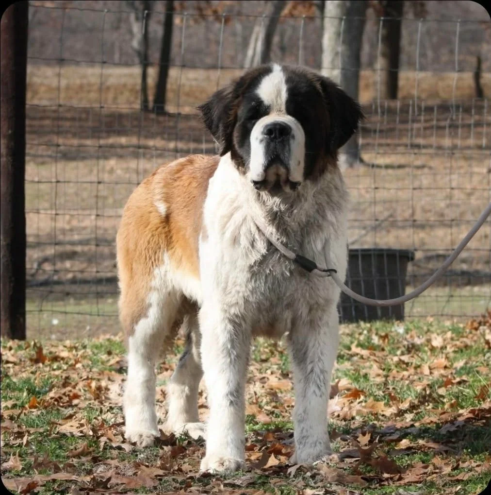 A large Saint Bernard dog standing outdoors on a bed of fallen leaves, with a wire fence and trees in the background.