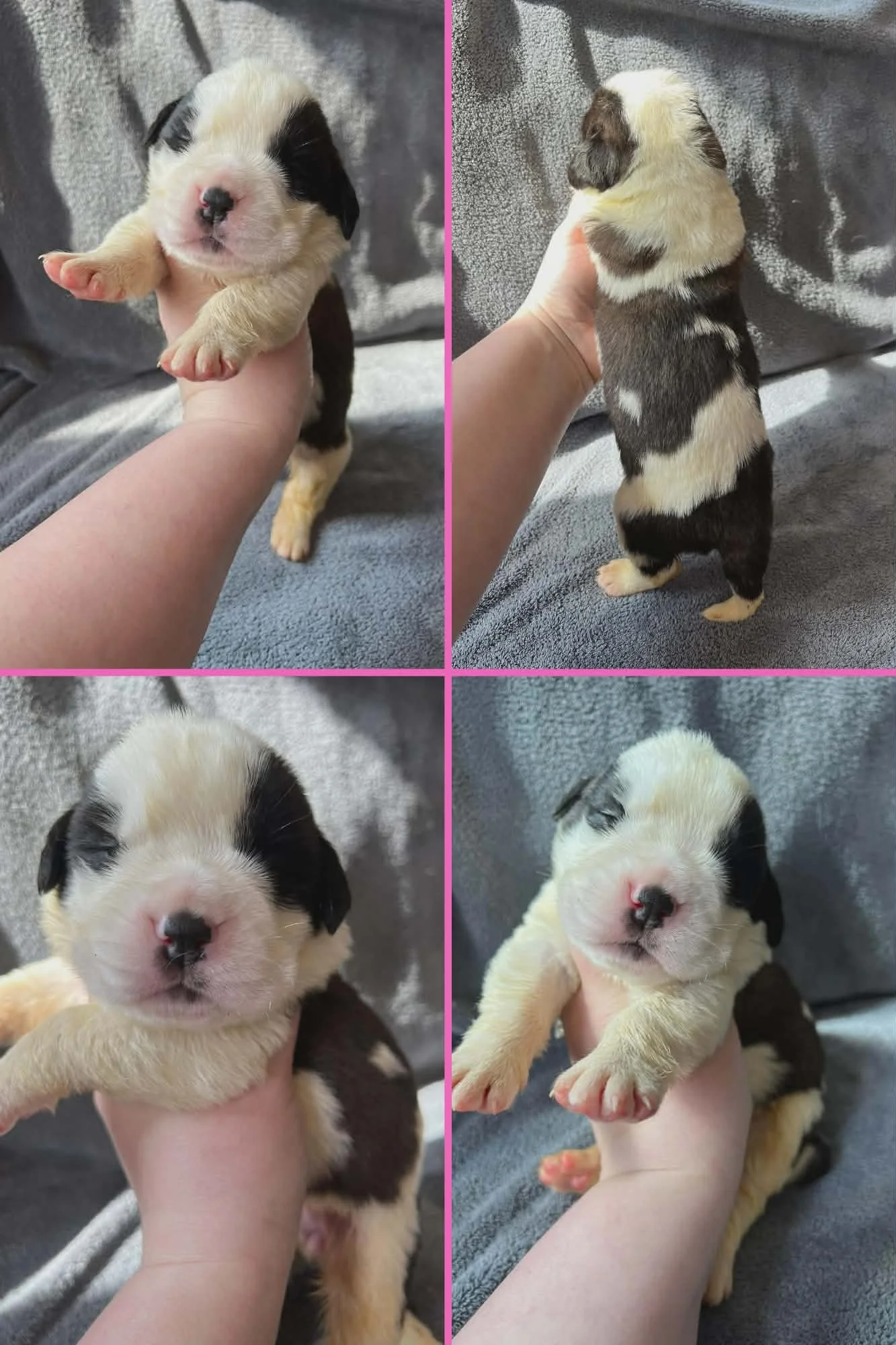 Saint Bernard Puppies