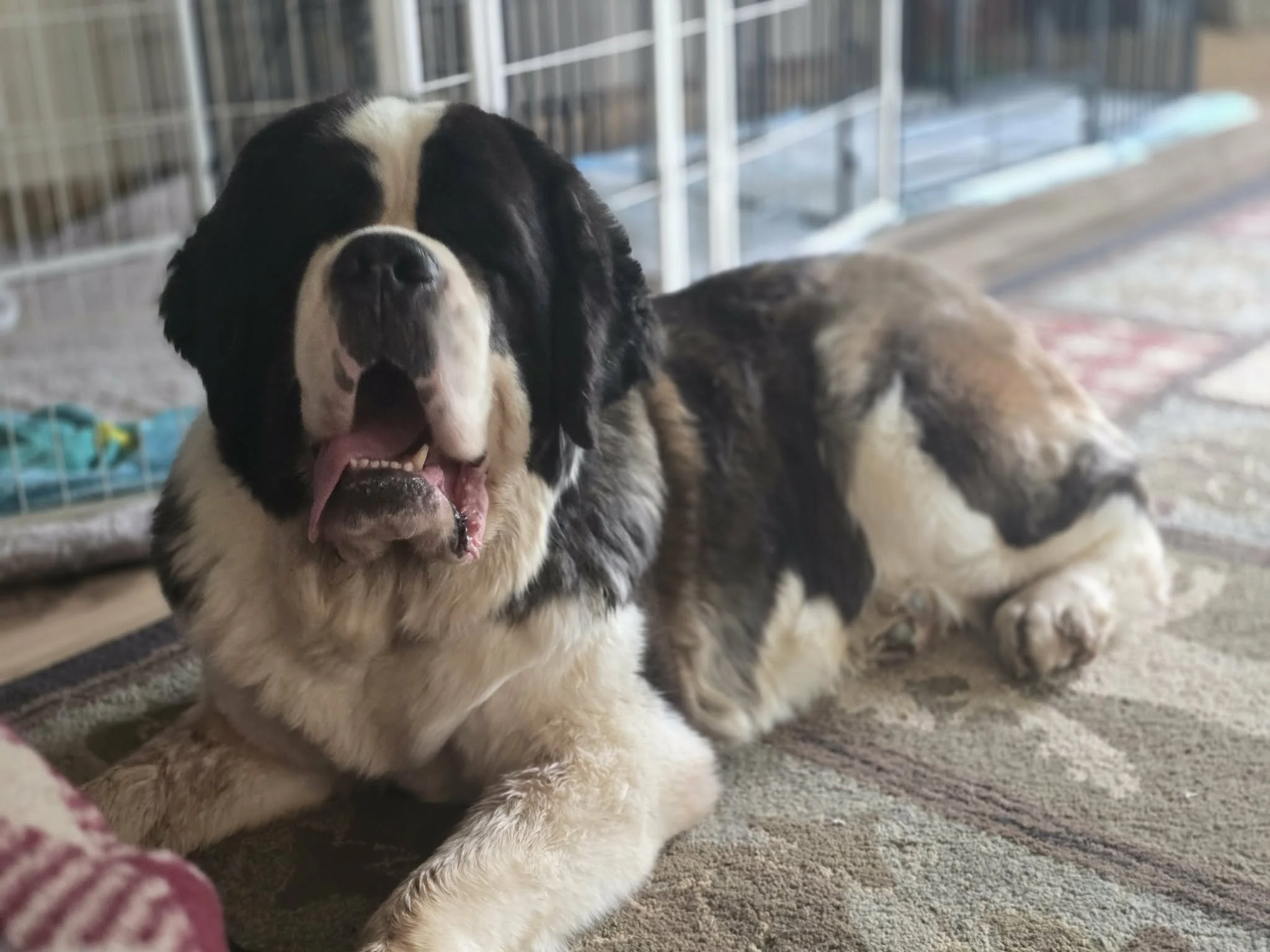 A large Saint Bernard dog lying on a patterned rug inside a cage area, with a slightly open mouth showing its teeth and tongue, and closed eyes.