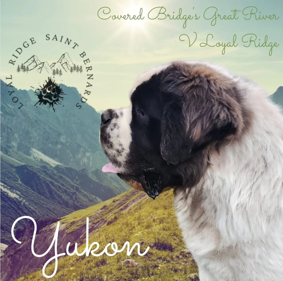 Saint Bernard Breeders