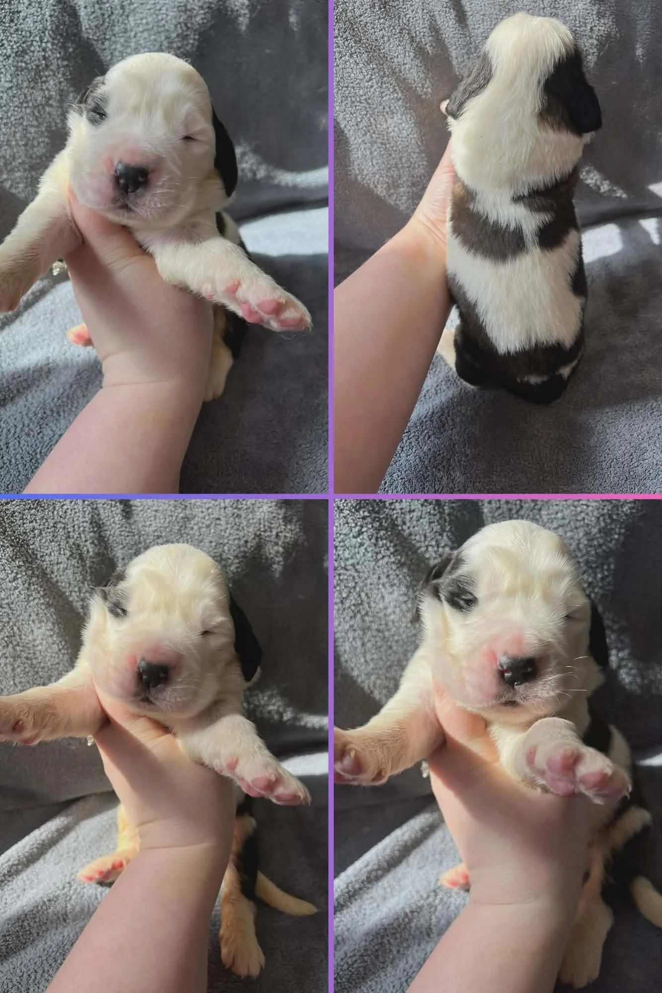 Saint Bernard Puppies