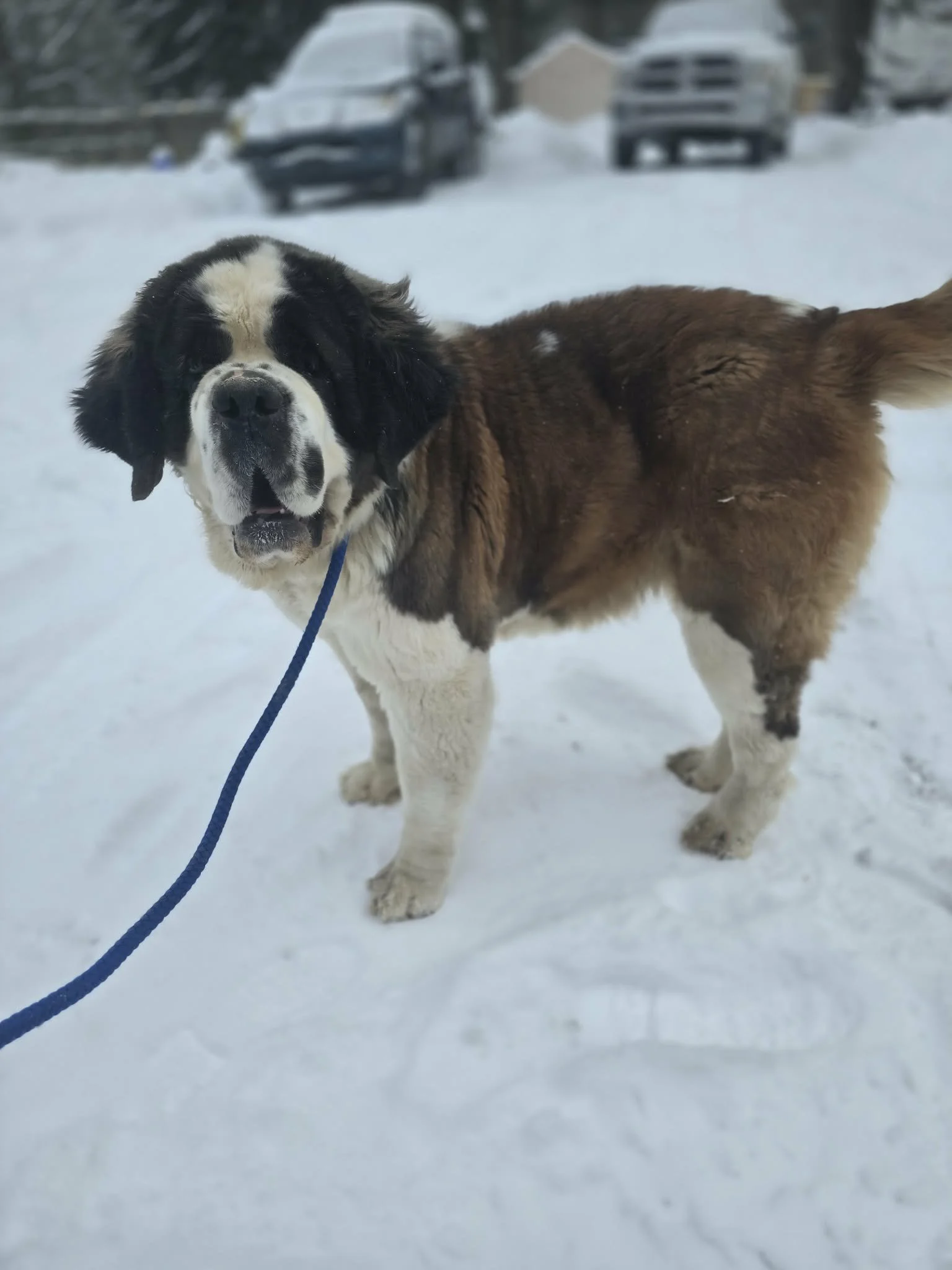 A Saint Bernard dog standing on snow with vehicles and buildings in the background.