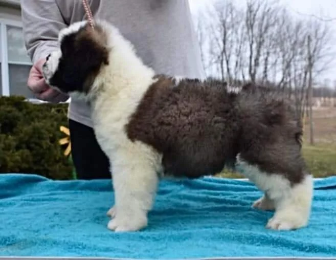 cute saint bernard puppies
