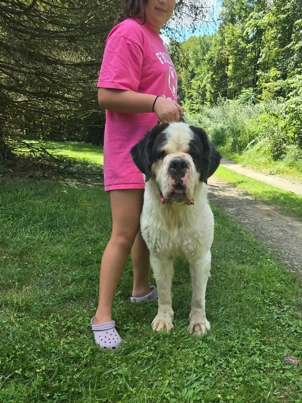A girl in a pink t-shirt and purple crocs standing outdoors on grass next to a large St. Bernard dog on a leash, with trees and a dirt path in the background.