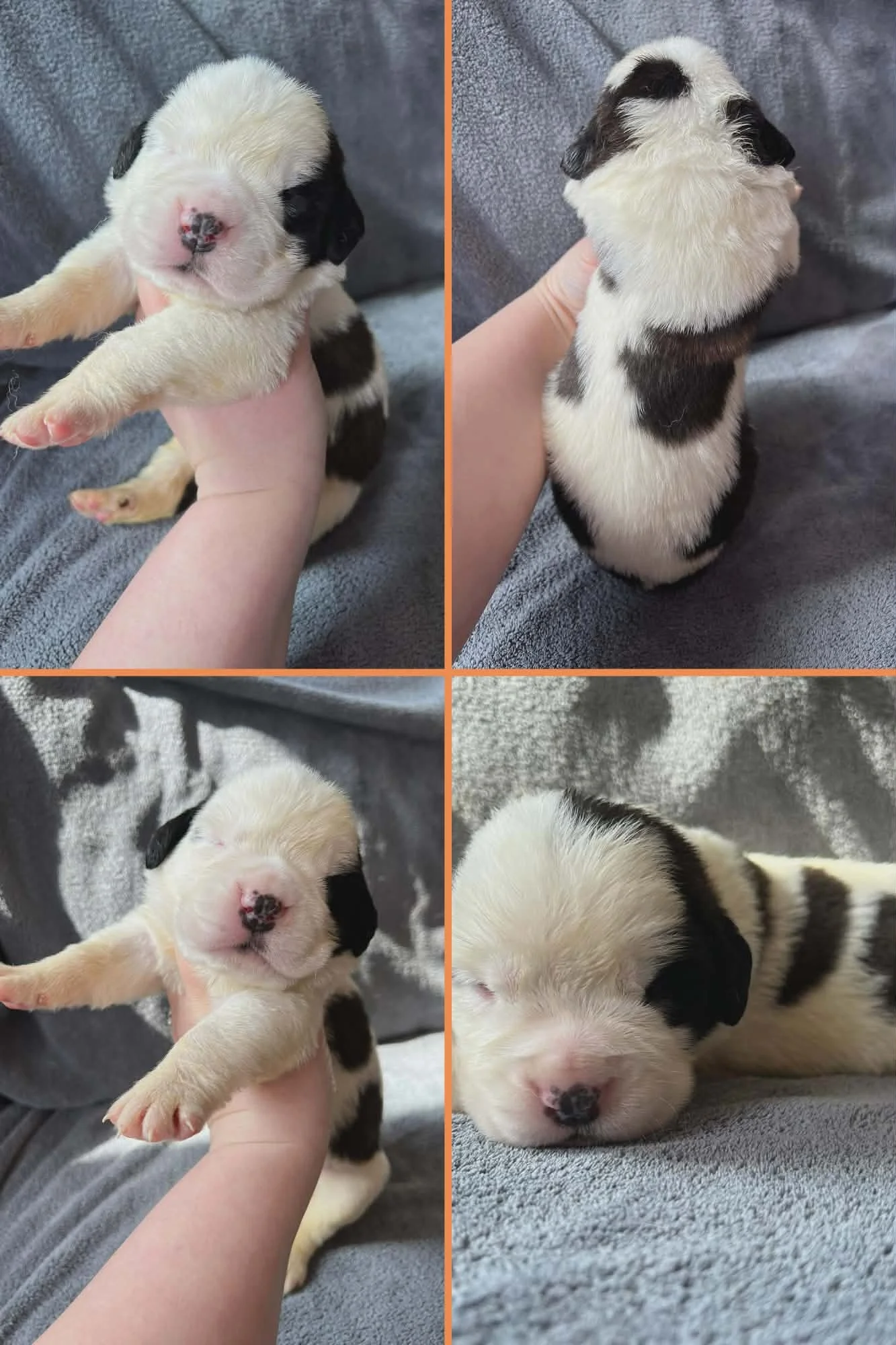 Saint Bernard Puppies