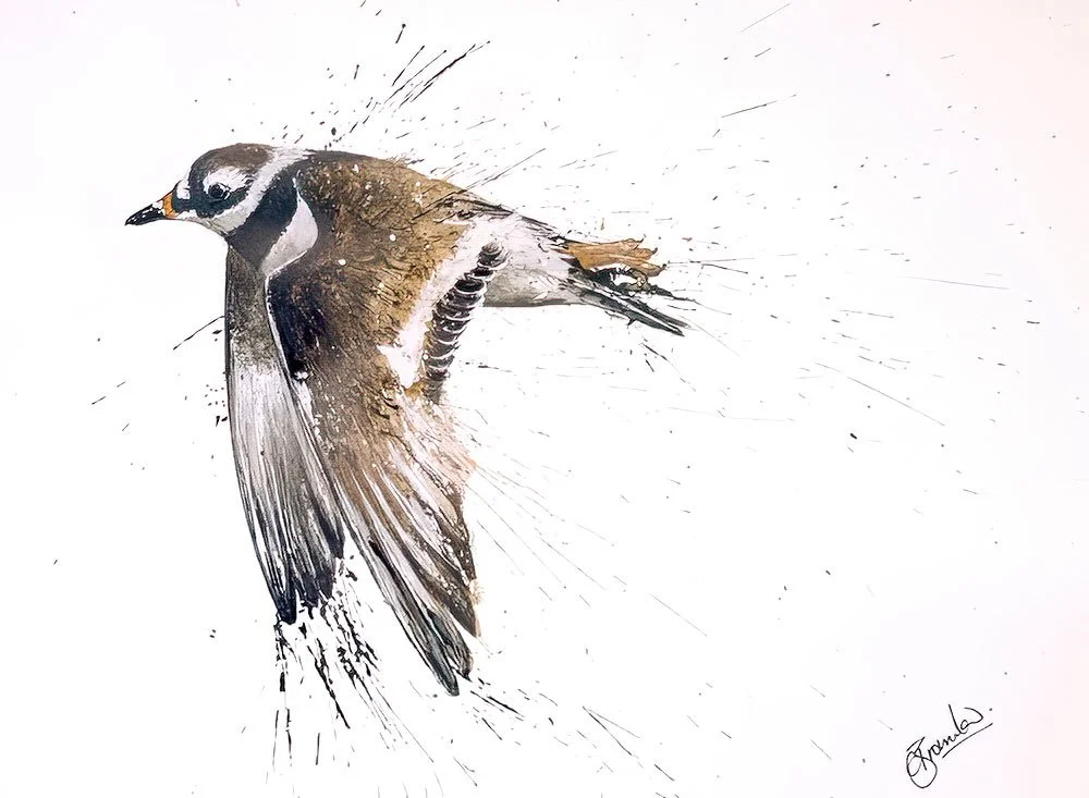 Ringed Plover Original.jpg