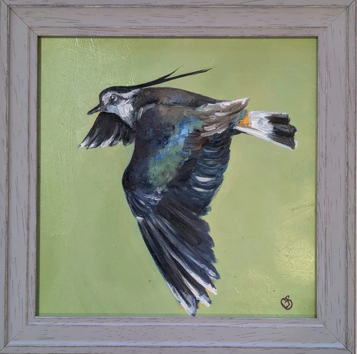 Lapwing flying.jpg