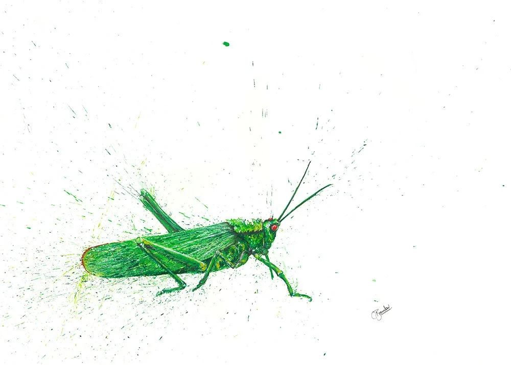 Grasshopper Original.jpg