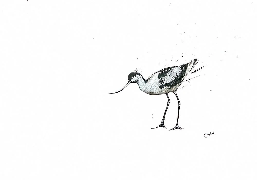 Wading Avocet Original.jpg