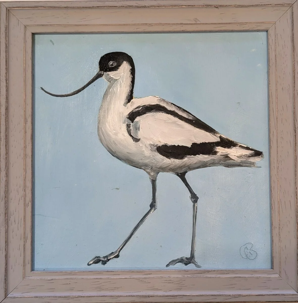 Avocet.jpg