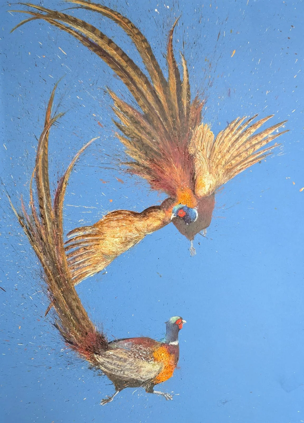 Fighting- Pheasants.JPG