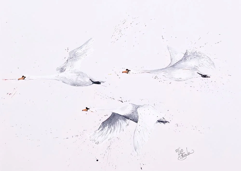 Swan Trio Flying A3.jpg