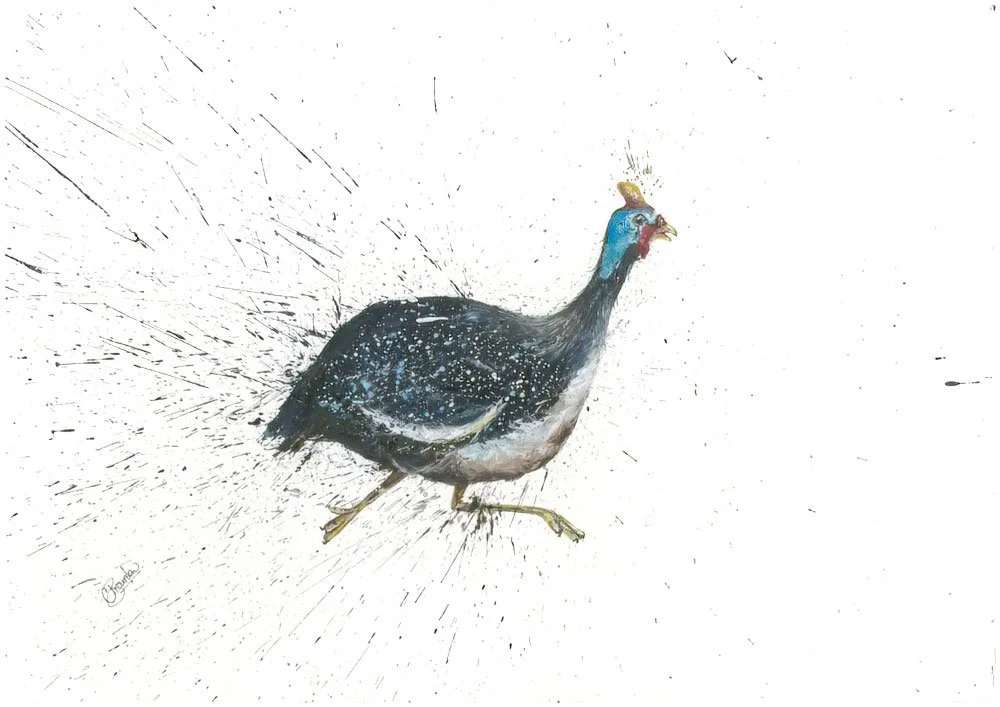 Guineafowl A3.jpg