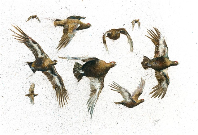 Grouse.png
