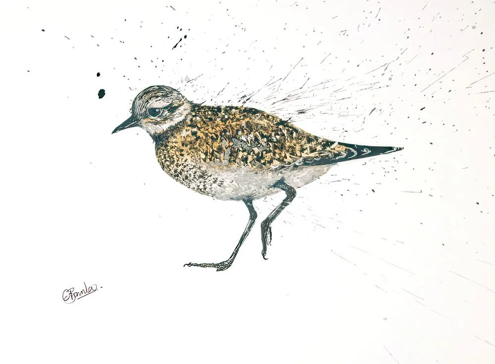 Golden Plover Original.jpg