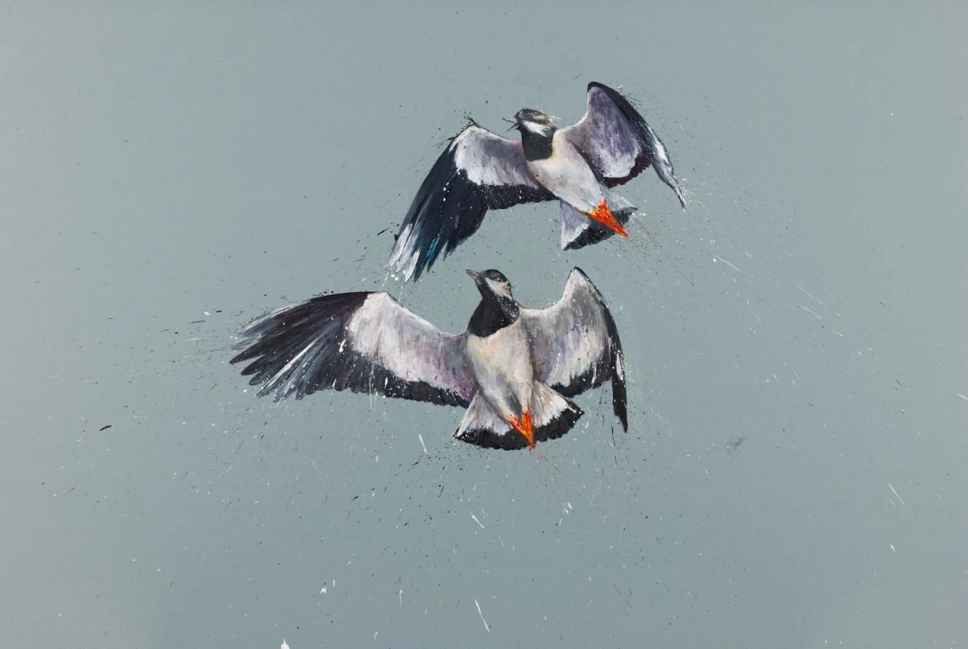 Lapwing.jpg