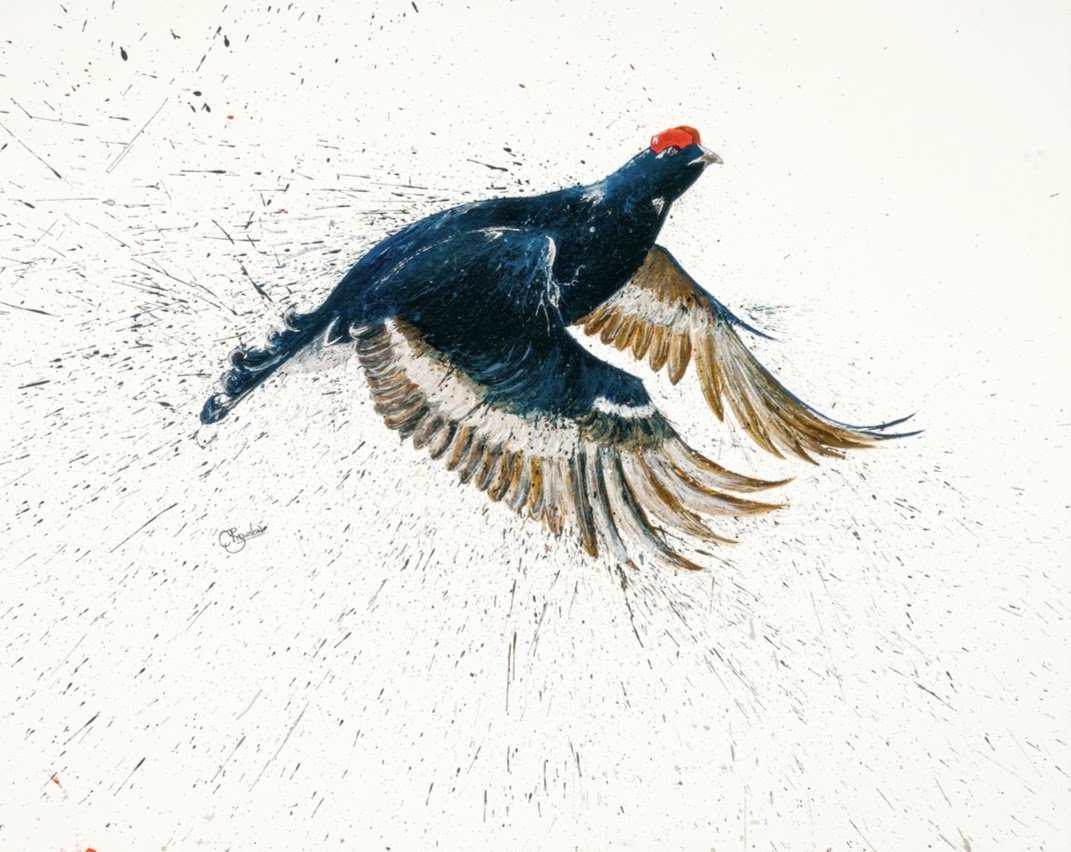 Black Grouse A3.jpg