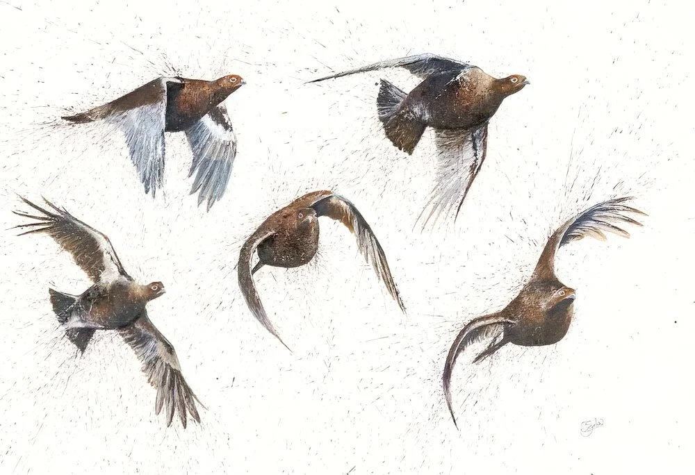 Grouse Covey.jpg