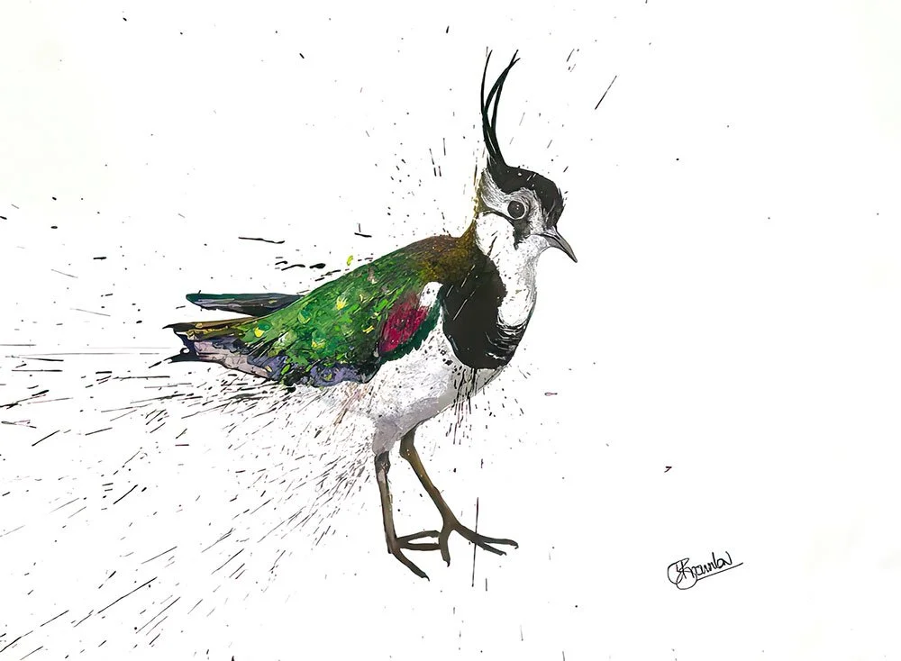 Lapwing Original.jpg