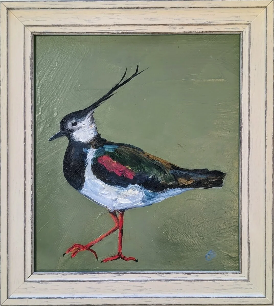 Lapwing Standing.jpg