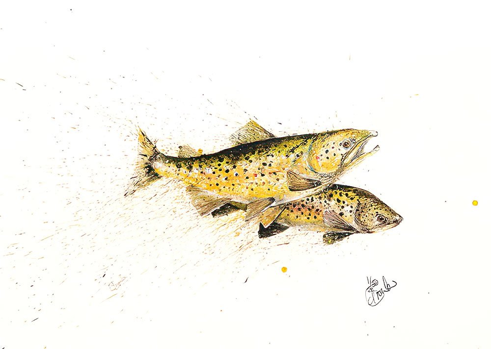 Brown Trout Duo.jpg
