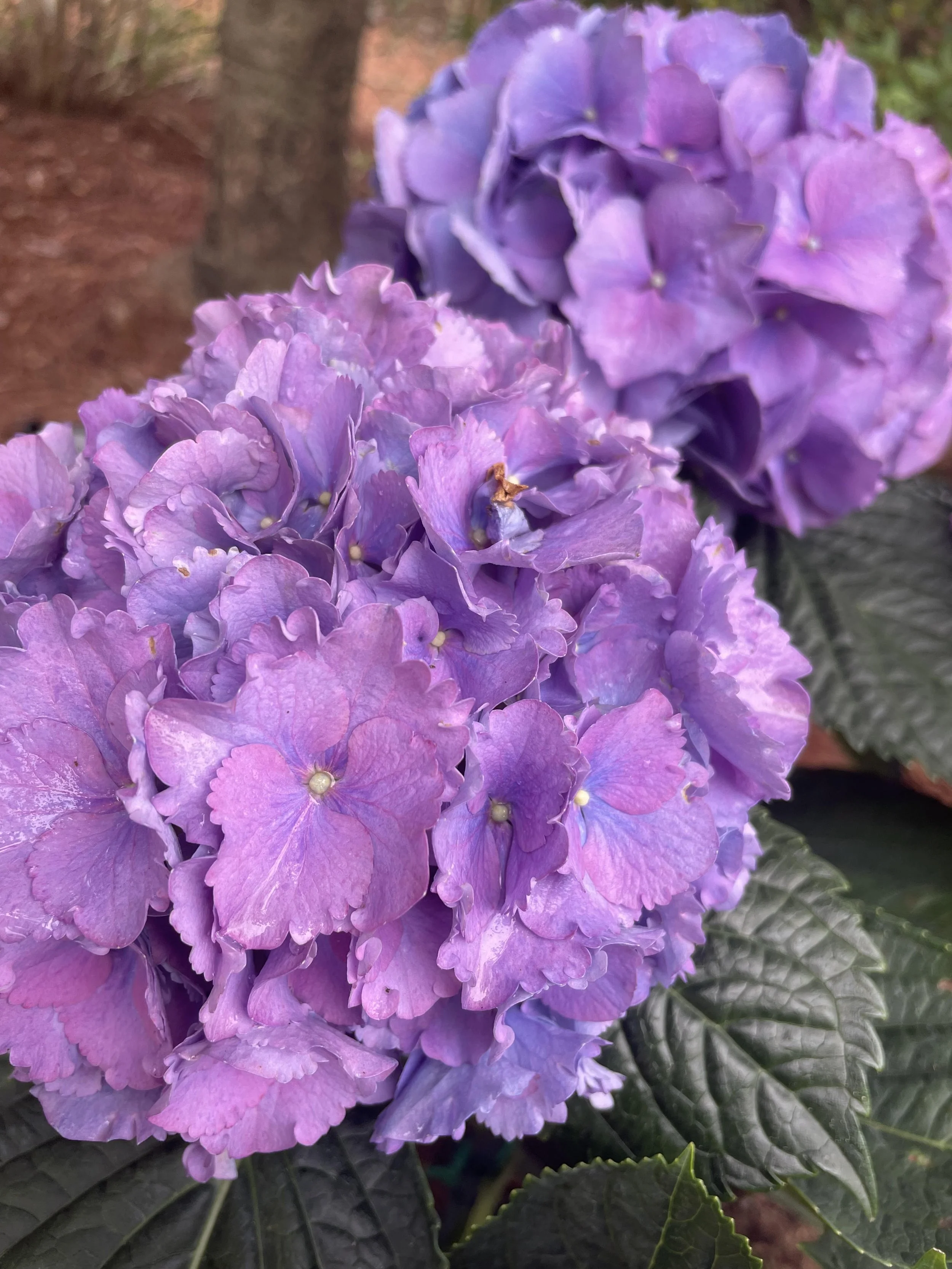 purple hydrangea.jpg