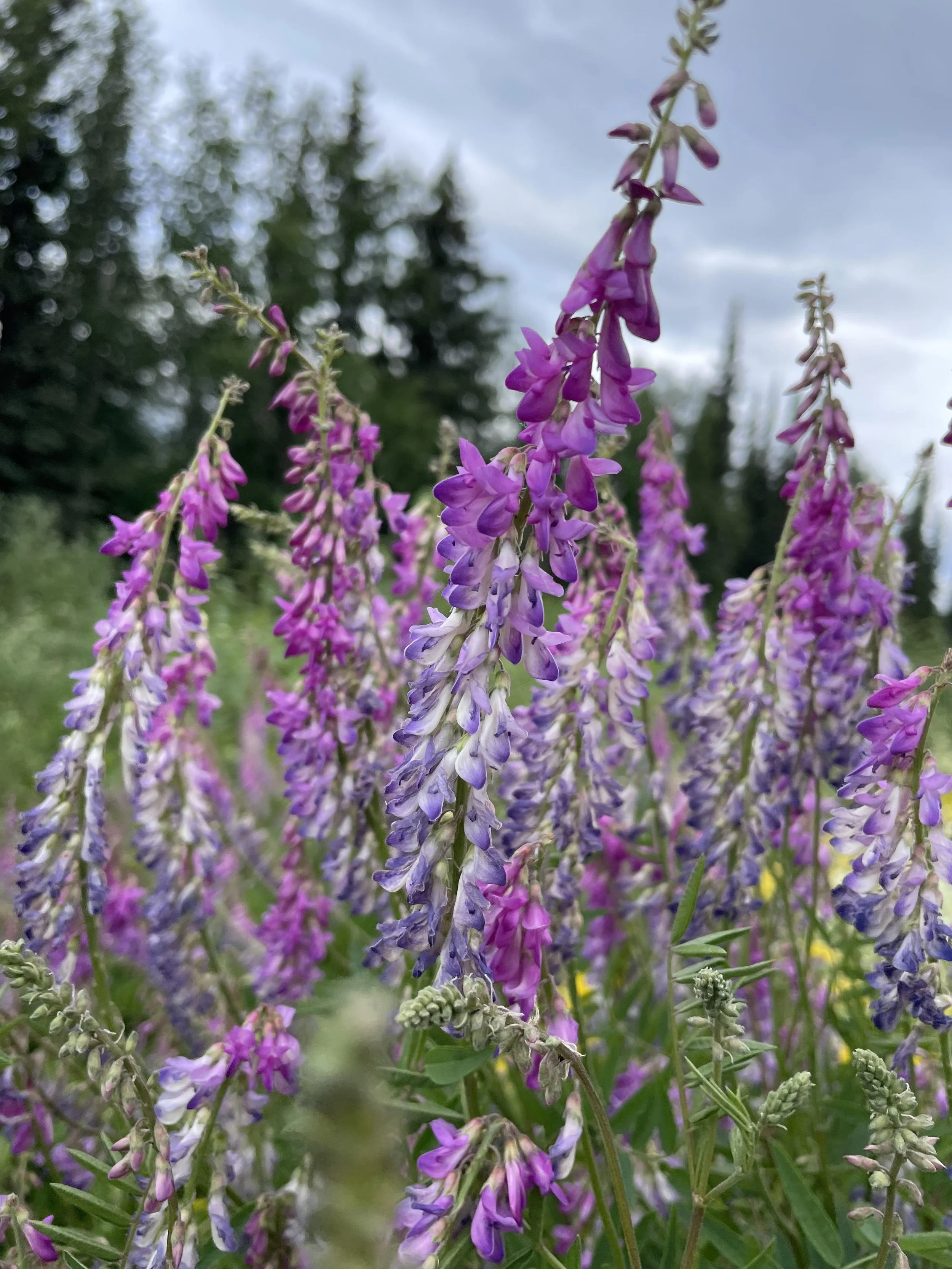 purple flower alaska.jpg