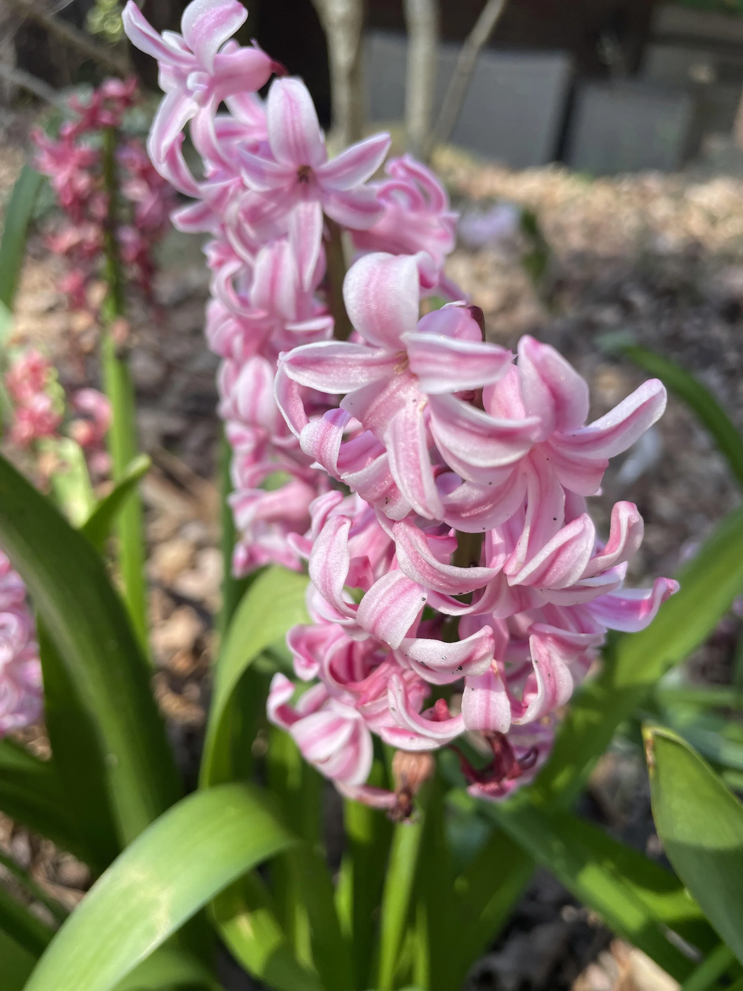 Pink flower alaska.jpg