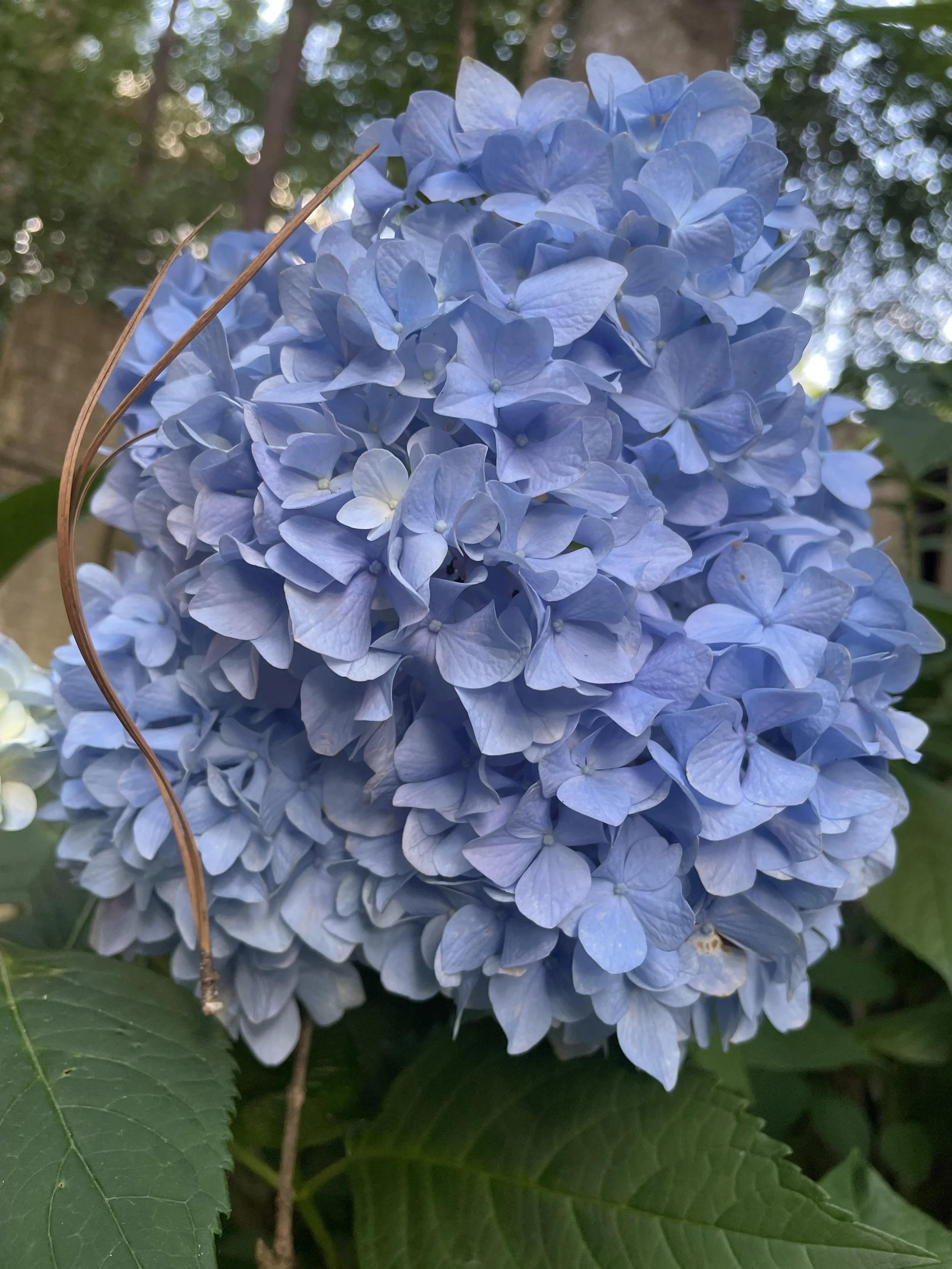 also blue hydrangea.jpg