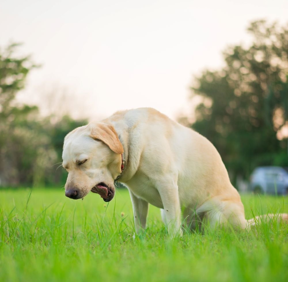 Kennel Cough in Dogs: What It Is, Symptoms to Watch For, and What to Do