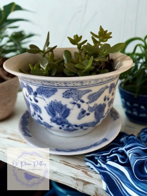 Basking in Blue Succulents