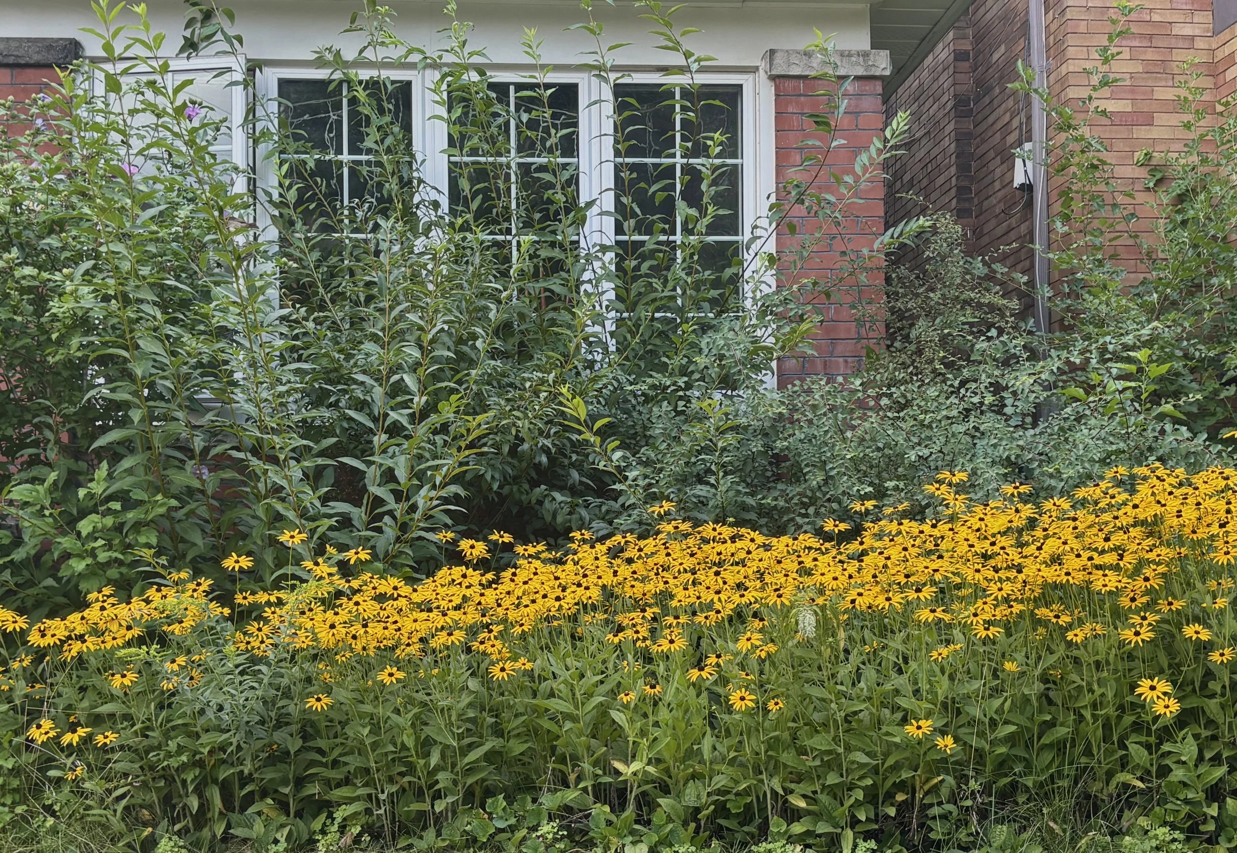 IMG_9115 2.jpeg