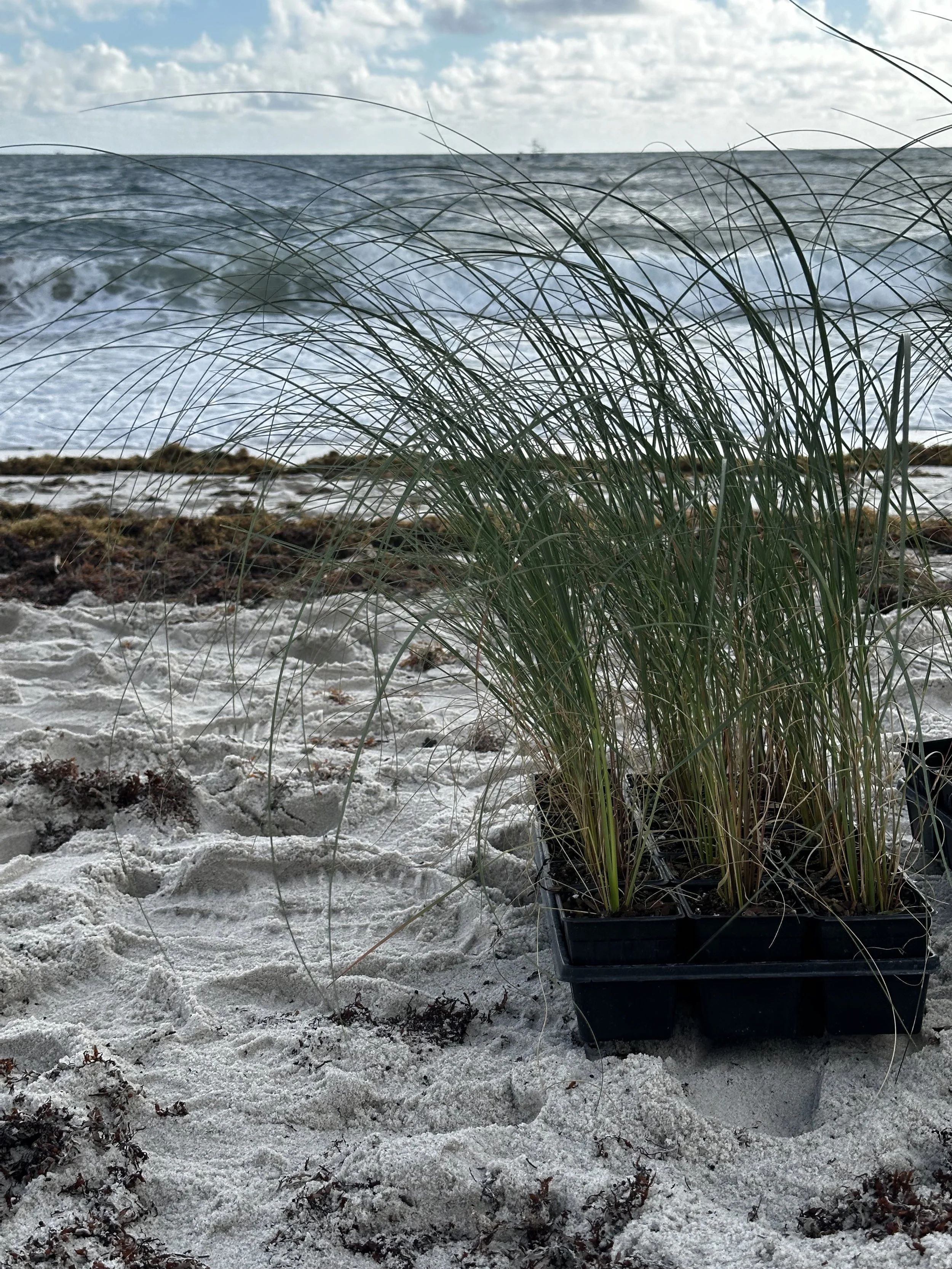 Photo Jan 10 2026, 9 47 28 AM.jpg