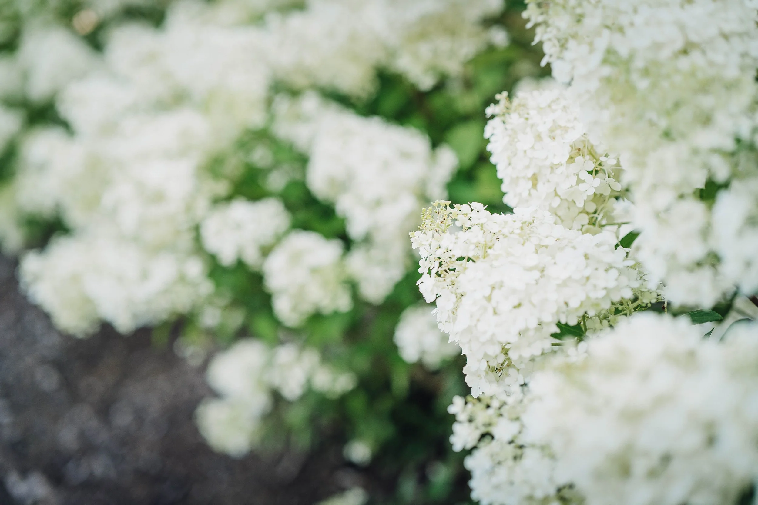 Close-up of white hydrangea flowers in a garden