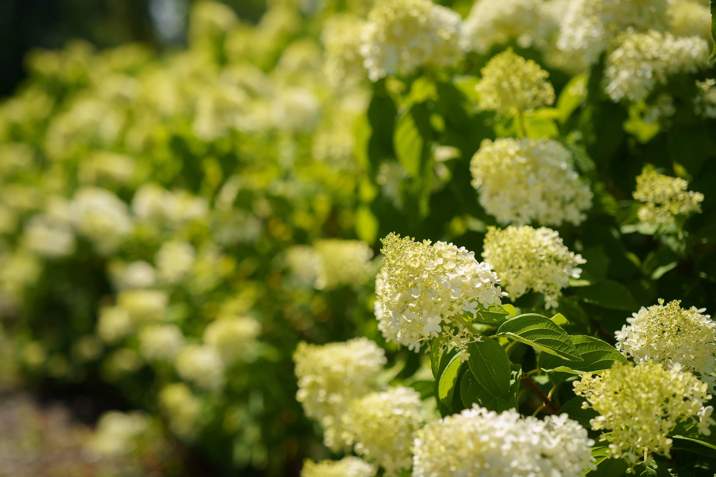 A garden with white hydrangea flowers and green leaves, sunlit and slightly blurred background.