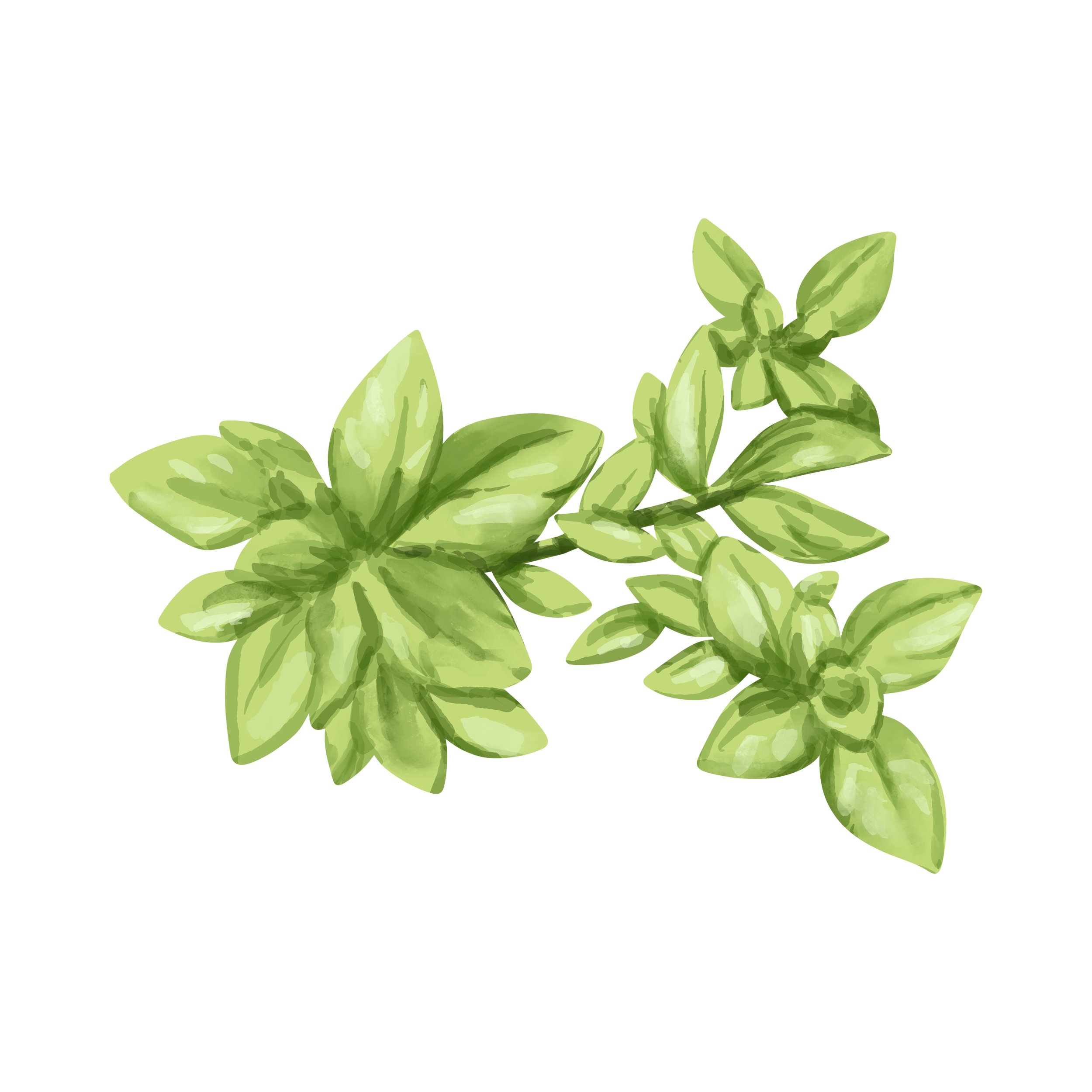 Illustration of green basil herb sprigs with multiple leaves on a black background.