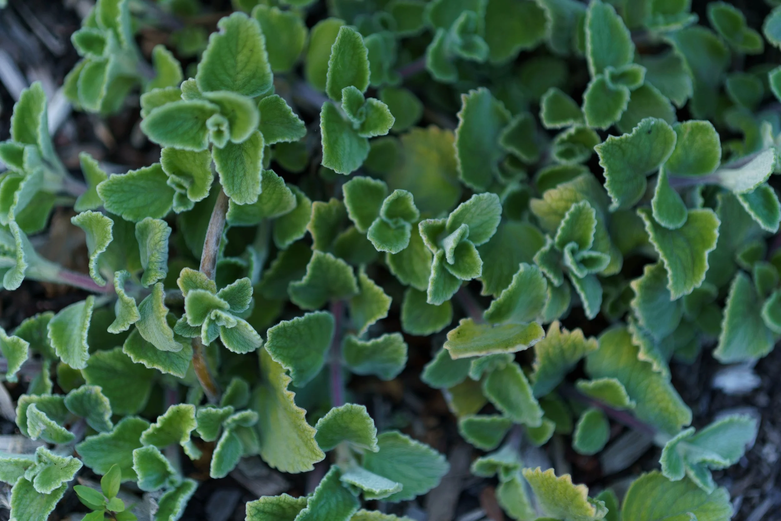 Close-up of green, fuzzy-leaved ground cover plant.