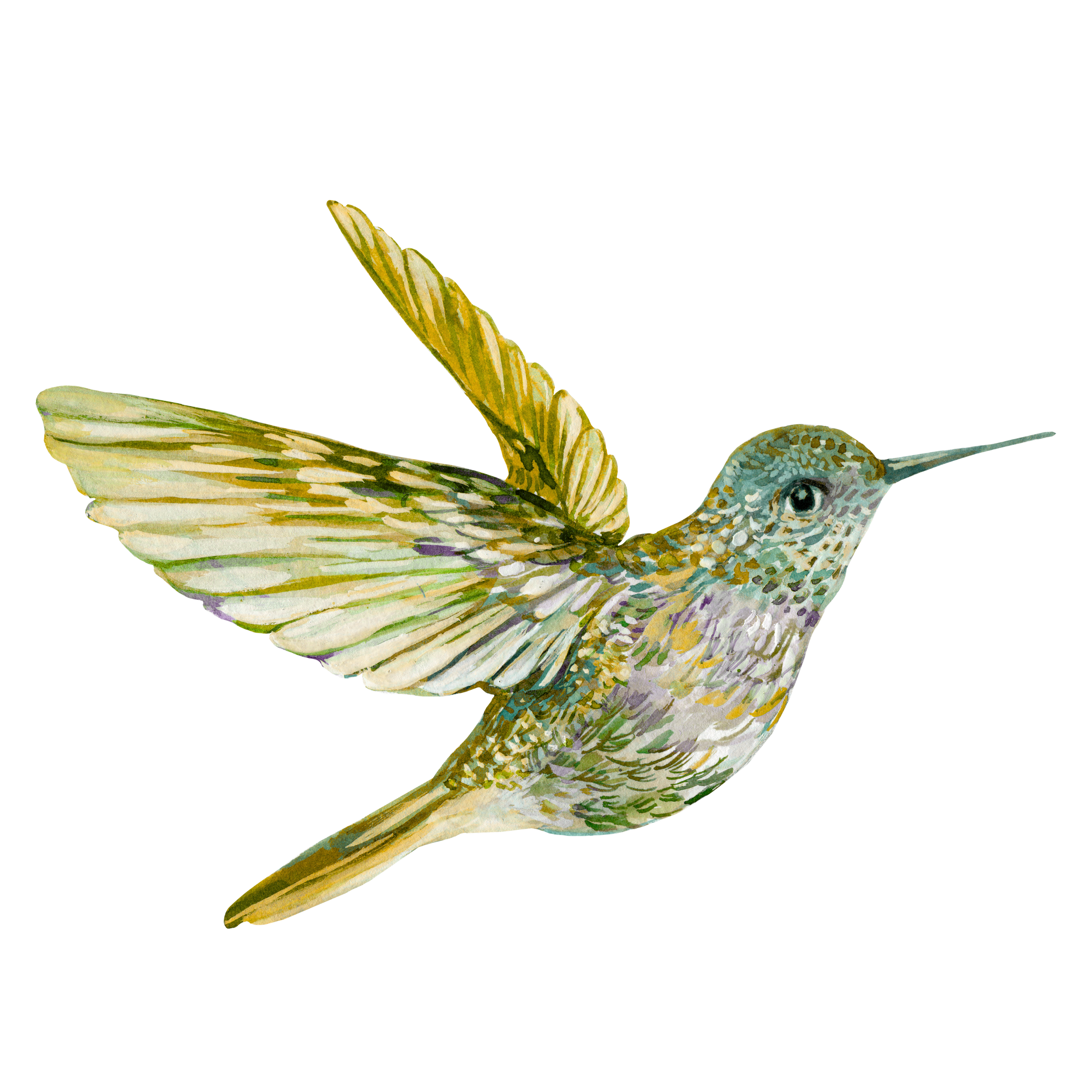 Watercolor illustration of a hummingbird with expanded wings.