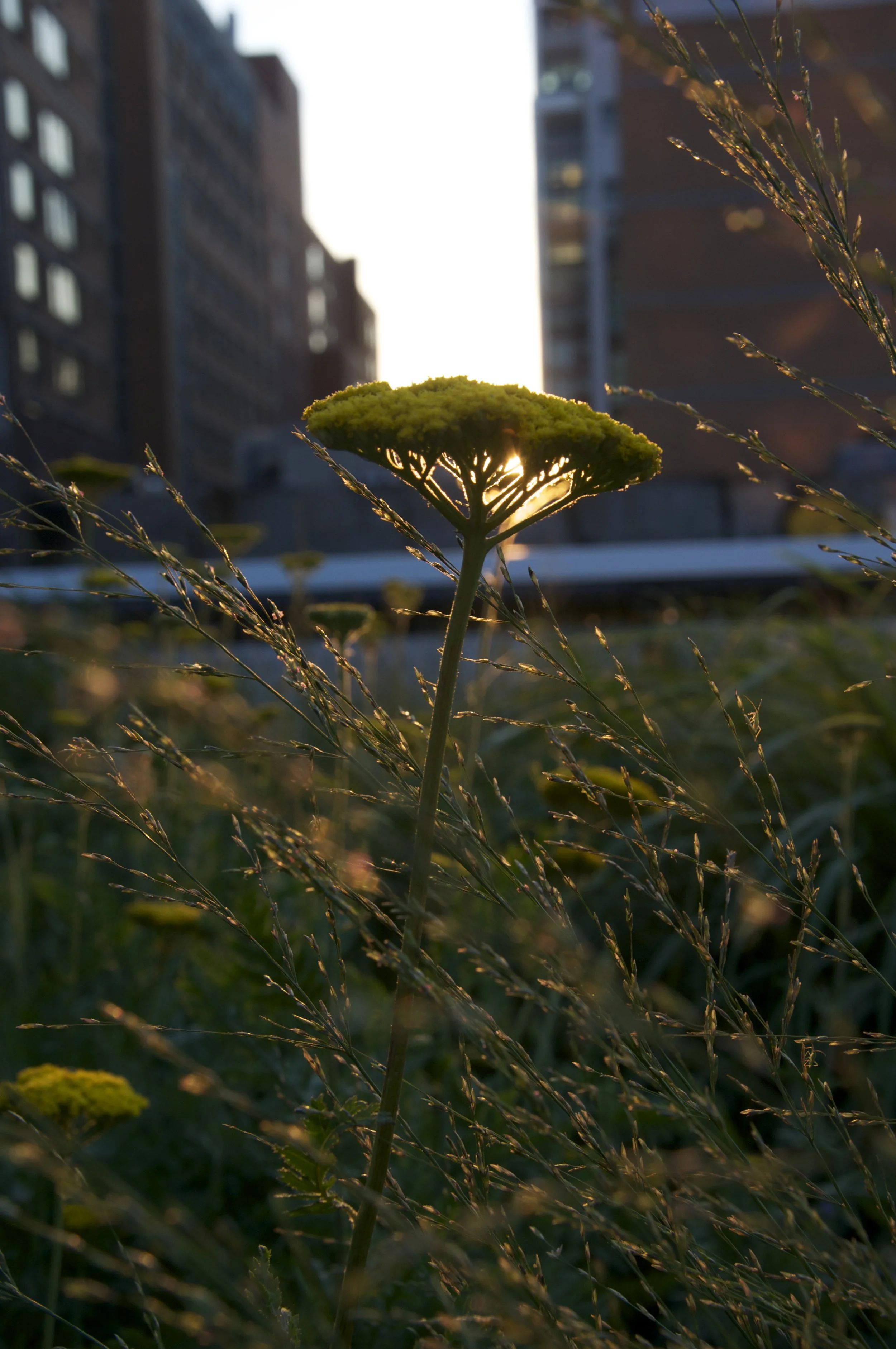 The flower in the city