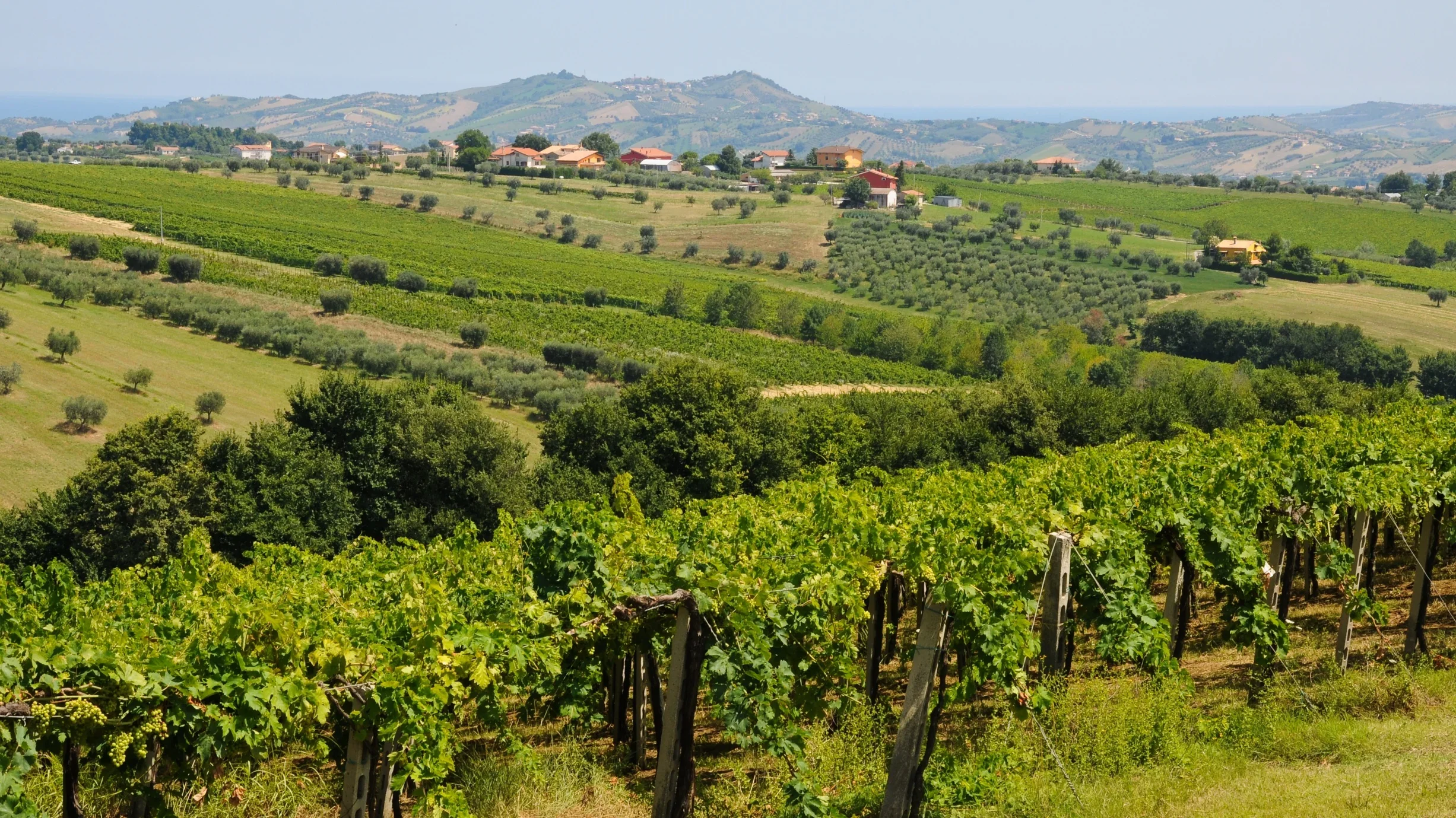 Vineyards and olive groves on rolling hills in Abruzzo, Italy, with the Adriatic in the distance