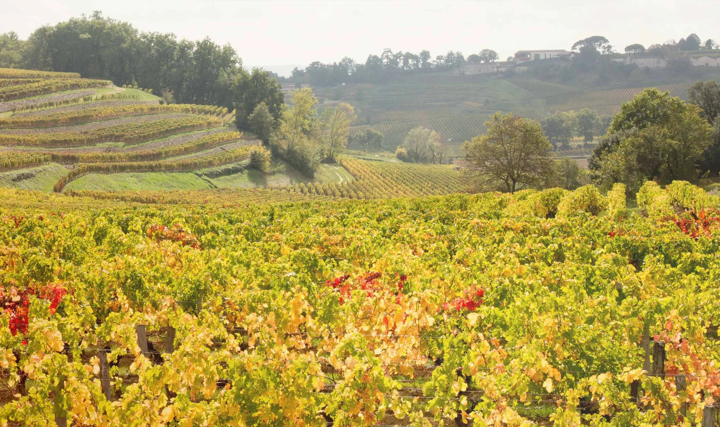 Autumn vineyards on rolling hills in France